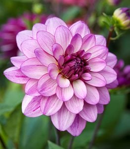 'LAUREN MICHELLE' DAHLIA