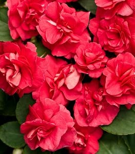 ROCKAPULCO RED DOUBLE IMPATIENS