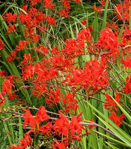 CROCOSMIA