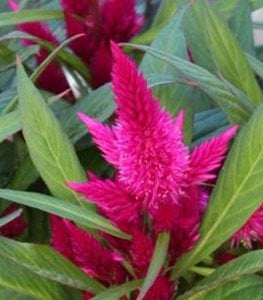 CELOSIA