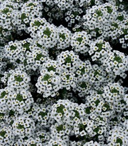 SWEET ALYSSUM