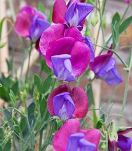 SWEET PEA VINE