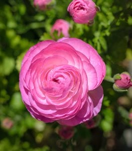 TECOLOTE PINK RANUNCULUS