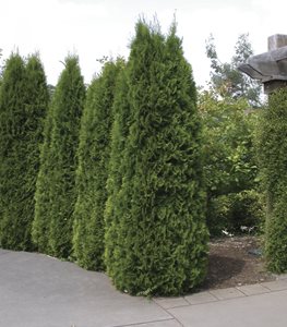 EMERALD GREEN ARBORVITAE