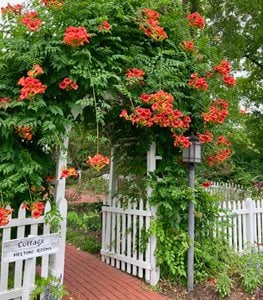 TRUMPET VINE