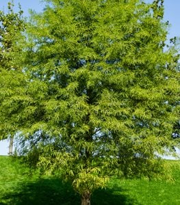 BALD CYPRESS TREE