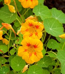 NASTURTIUM