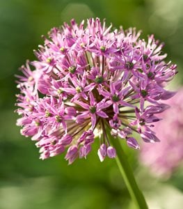 ALLIUM