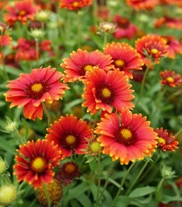 BLANKET FLOWER