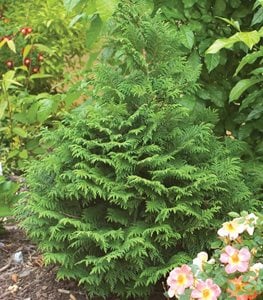 FALSE CYPRESS TREE