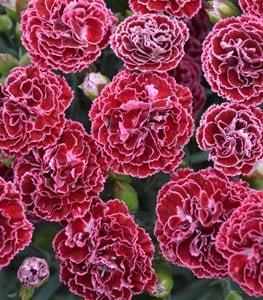 FRUIT PUNCH 'CHERRY VANILLA' DIANTHUS