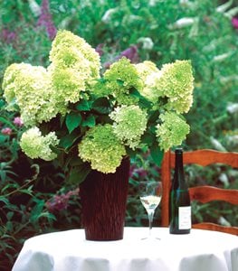 Limelight hydrangea cut flowers