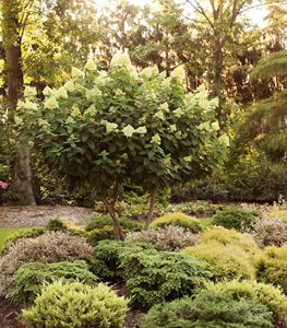 Limelight hydrangea tree