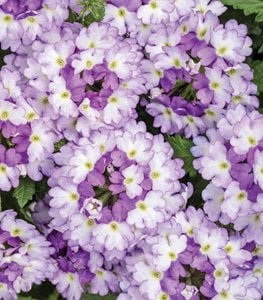 Superbena Sparkling® Amethyst verbena