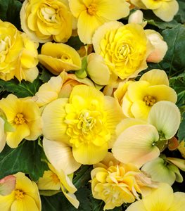 YELLOW BEGONIA