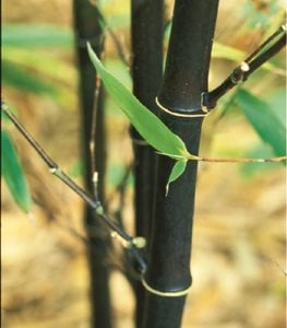 Phyllostachys nigra