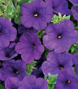 SUPERTUNIA BLACK CHERRY