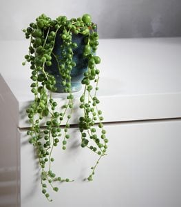 String of Pearls plant