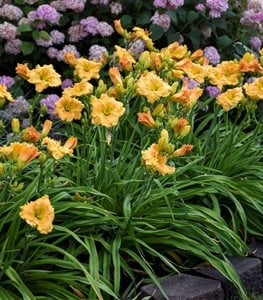 Rainbow Rhythm® 'Orange Smoothie' daylily