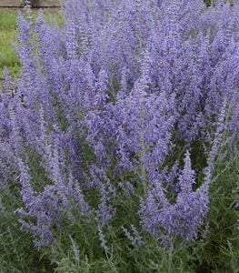 RUSSIAN SAGE