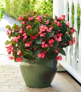 SUREFIRE ROSE BEGONIA