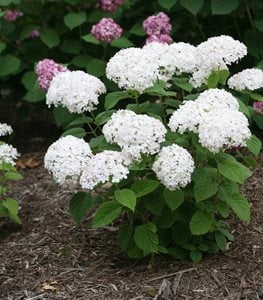 INVINCIBELLE WEE WHITE HYDRANGEA