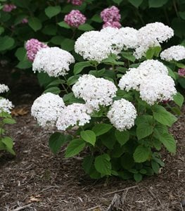 INVINCIBELLE WEE WHITE HYDRANGEA