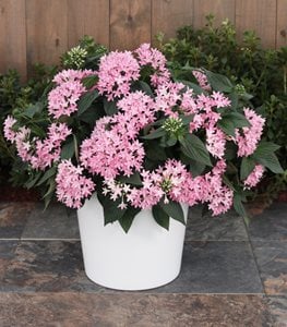 Sunstar® Pink Pentas