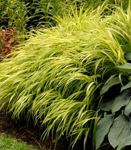 Japanese forest grass