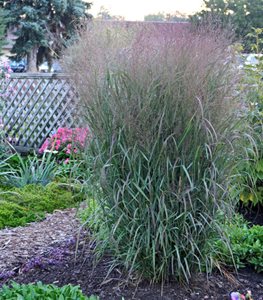 APACHE ROSE SWITCHGRASS