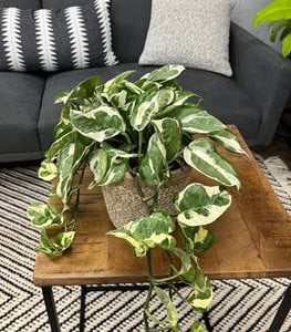 BEAUTIFALL N'JOY POTHOS