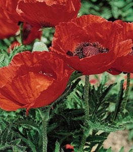'BEAUTY OF LIVERMERE' ORIENTAL POPPY