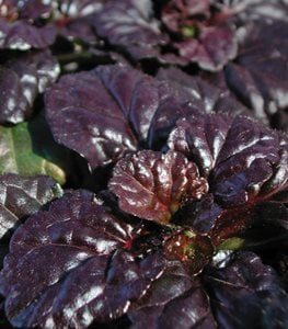 'BLACK SCALLOP' BUGLEWEED