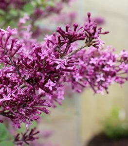 Bloomerang® Dark Purple lilac