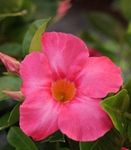 BOMBSHELL CORAL PINK MANDEVILLA