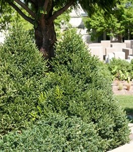 GREEN MOUNTAIN BOXWOOD