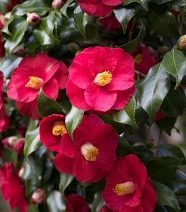 Red camellia flowers