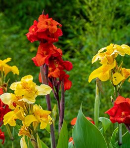 Canna Flowers, Red And Yellow Canna Flowers
Shutterstock.com
New York, NY