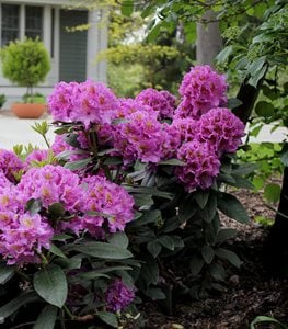 Dandy Man® Purple rhododendron