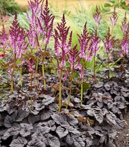 'DARK SIDE OF THE MOON' ASTILBE