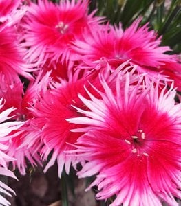 supra cherry picotee dianthus