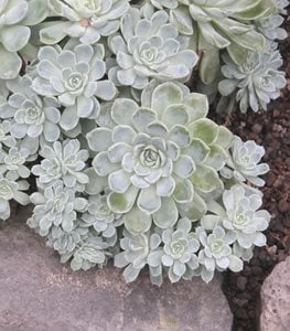 ECHEVERIA