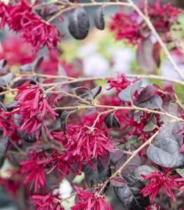 EVER RED LOROPETALUM