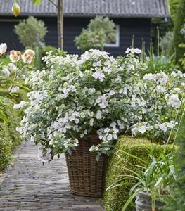 FAIRYTRAIL BRIDE HYDRANGEA