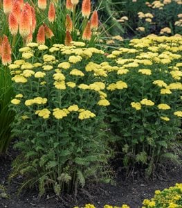 ‘Firefly Sunshine’ yarrow