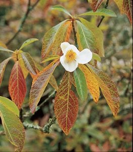 Franklinia alatamaha - Photo by: Mark Turner.