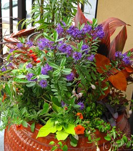 Garden Design
Calimesa, CA