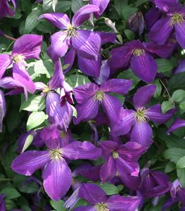 HAPPY JACK PURPLE CLEMATIS