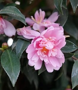 Just Chill® Double Pink Camellia