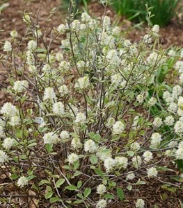 LEGEND OF THE SMALL® FOTHERGILLA